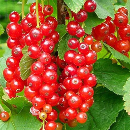 Red Currant Seeds - Fruit Plant