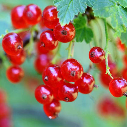 Red Currant Seeds - Fruit Plant