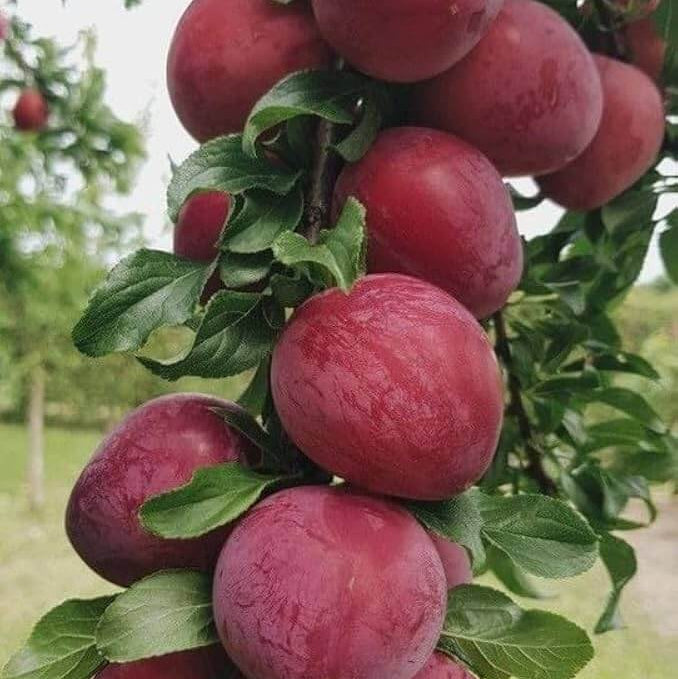 Red Delicious Apple Seeds - Fruit Plant