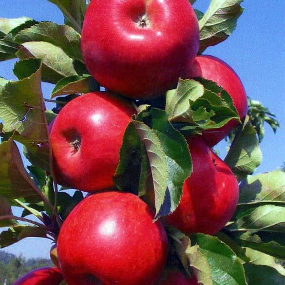 Red Delicious Apple Seeds - Fruit Plant