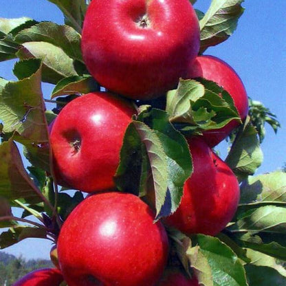 Red Delicious Apple Seeds - Fruit Plant
