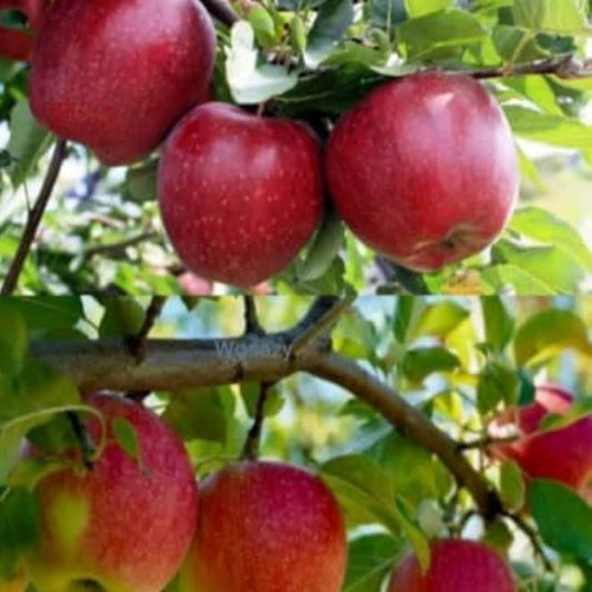 Red Delicious Apple Seeds - Fruit Plant