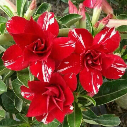 Red Desert Rose Seeds - Flower Plant