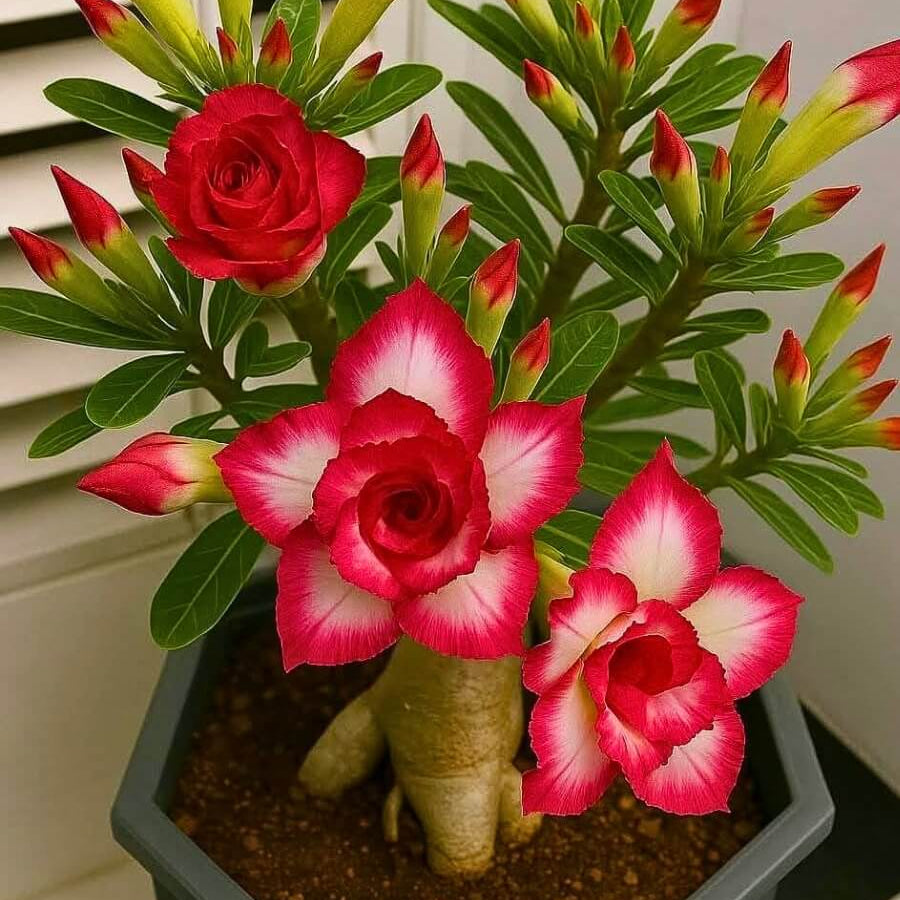 Red Desert Rose Seeds - Flower Plant