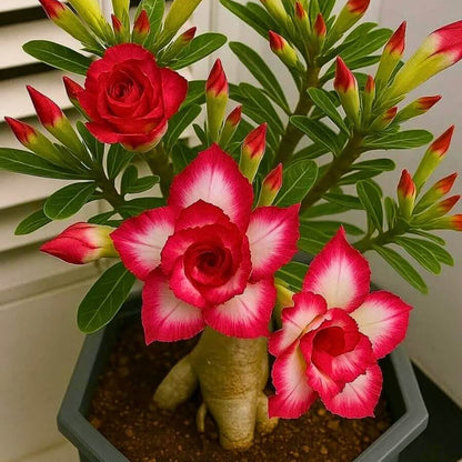 Red Desert Rose Seeds - Flower Plant
