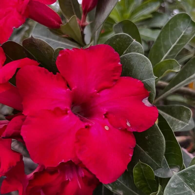 Red Desert Rose Seeds - Flower Plant