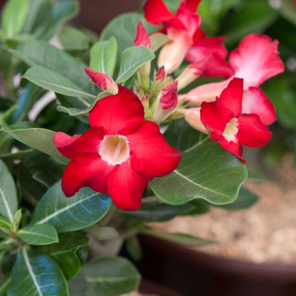 Red Desert Rose Seeds - Flower Plant