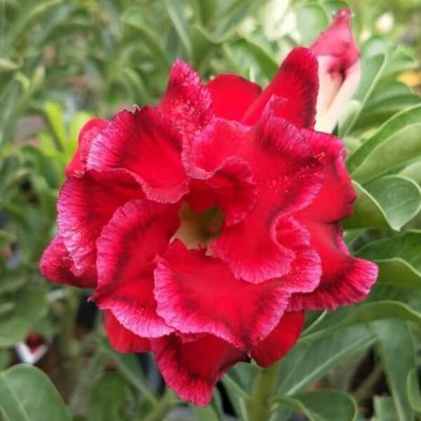 Red Desert Rose Seeds - Flower Plant
