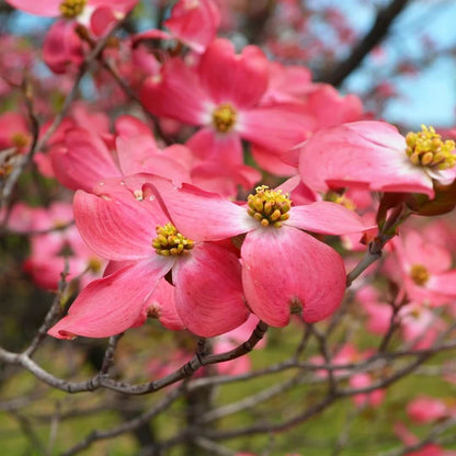 Red Dogwood Seeds - Heirloom Flower Plant for Home Gardens