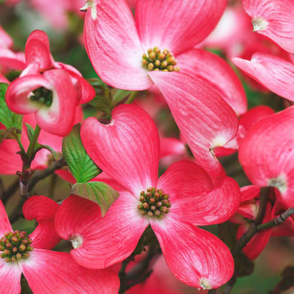 Red Dogwood Seeds - Heirloom Flower Plant for Home Gardens