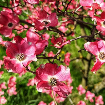 Red Dogwood Seeds - Heirloom Flower Plant for Home Gardens