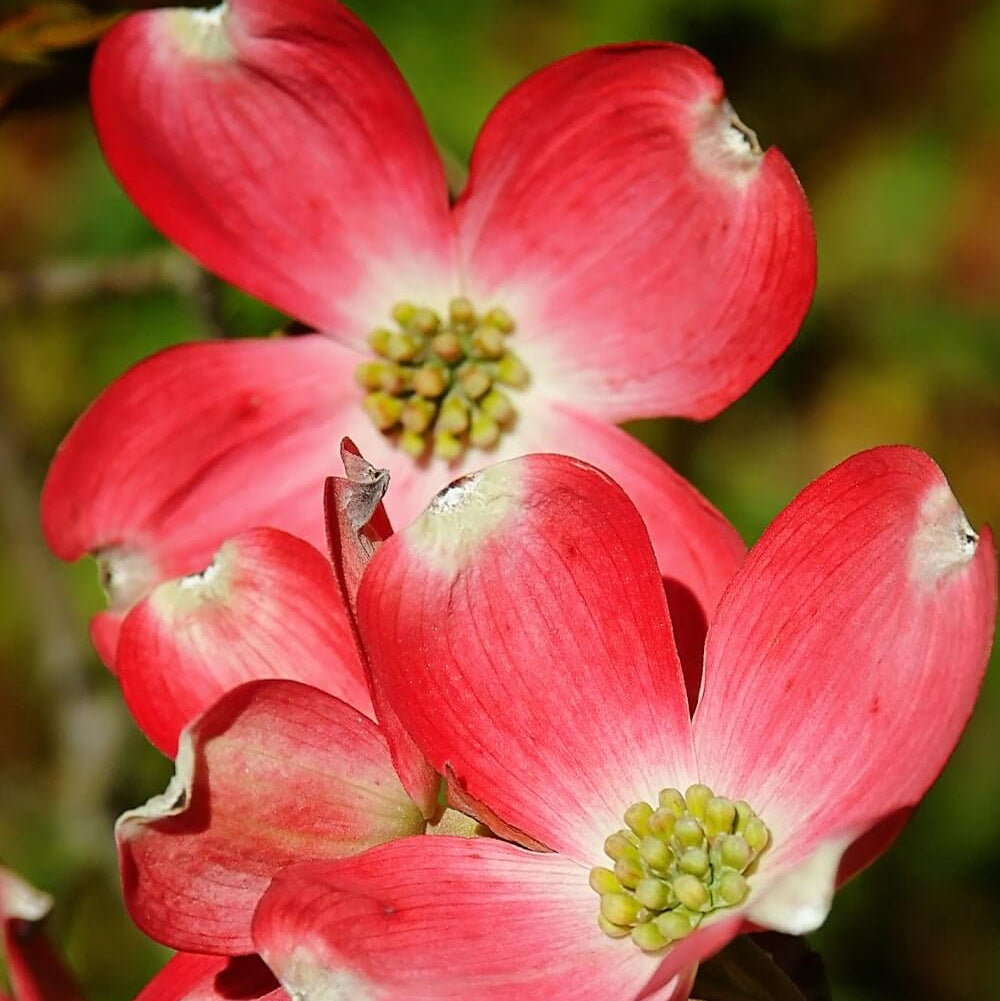 Red Dogwood Seeds - Heirloom Flower Plant for Home Gardens