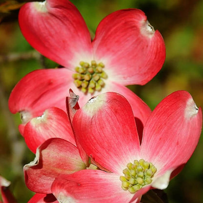 Red Dogwood Seeds - Heirloom Flower Plant for Home Gardens