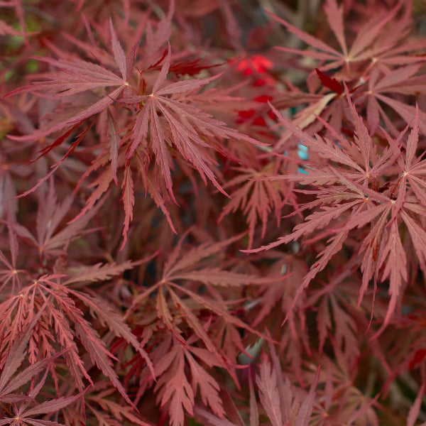 Red Dragon Japanese Maple Seeds 