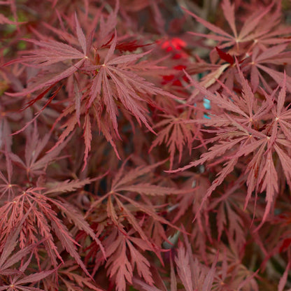 Red Dragon Japanese Maple Seeds 