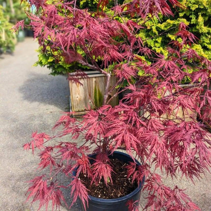 Red Dragon Japanese Maple Seeds 