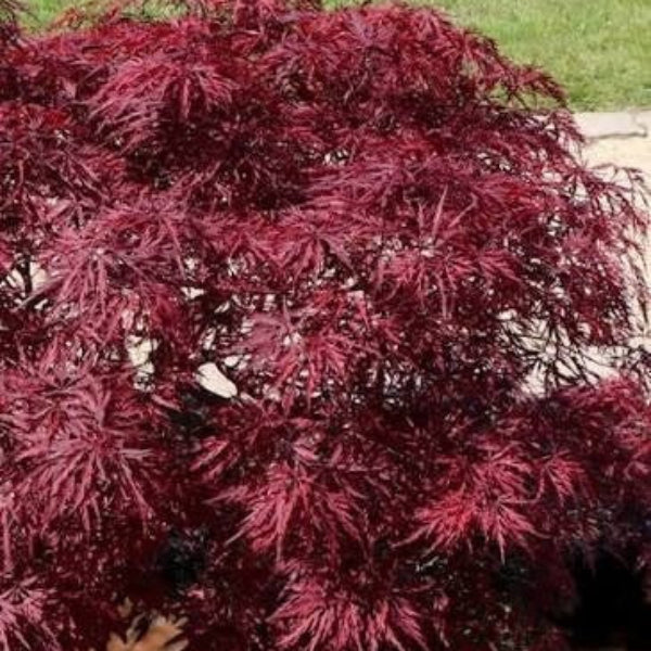 Red Dragon Japanese Maple Seeds 