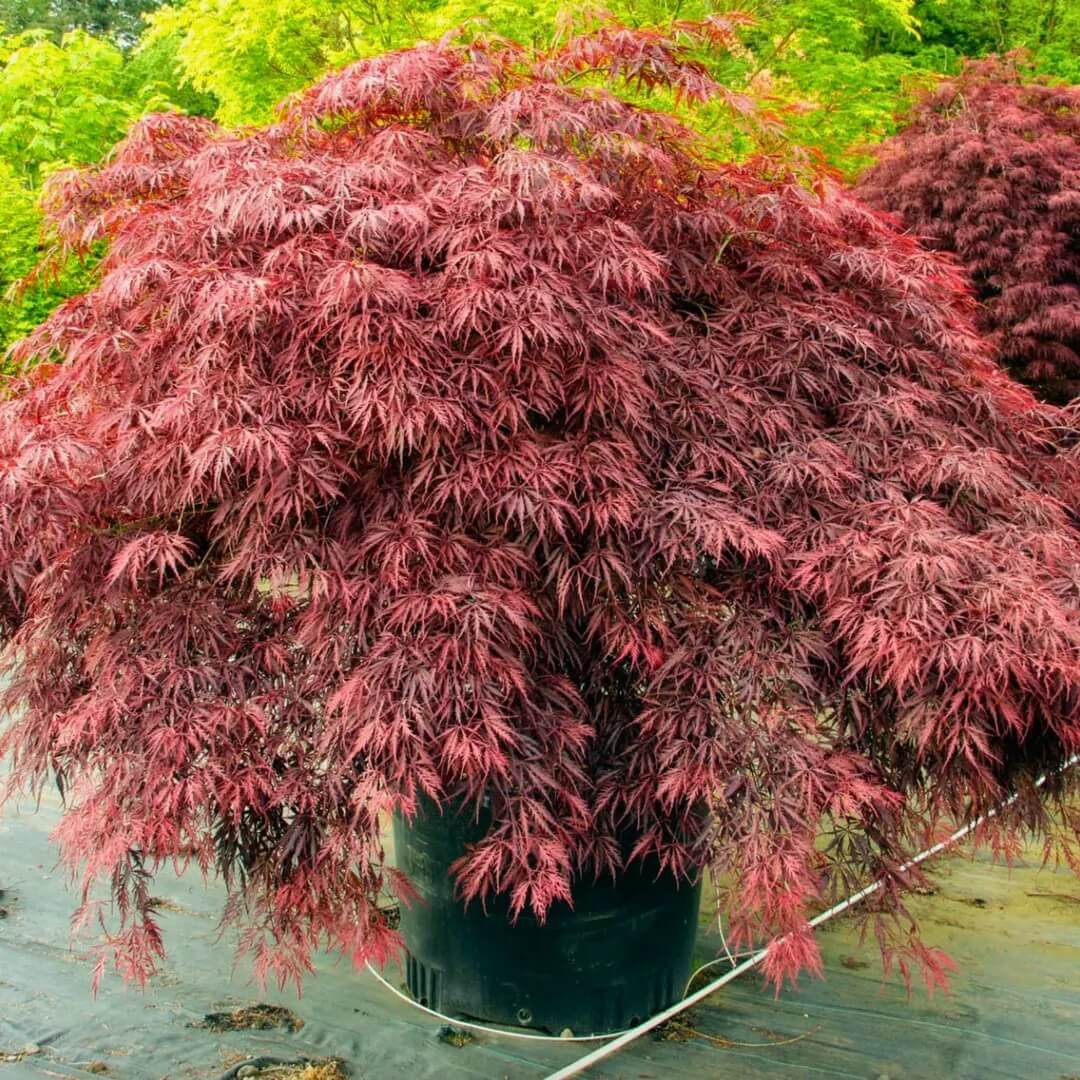 Red Dragon Japanese Maple Seeds 