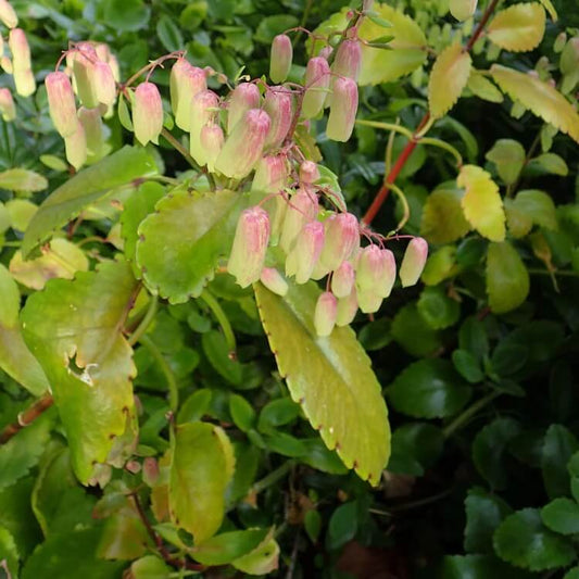 Red Edge Bryophyllum seeds
