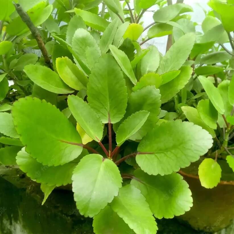 Red Edge Bryophyllum seeds