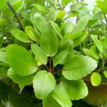 Red Edge Bryophyllum seeds