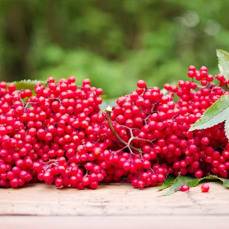 Red Elderberry Seeds
