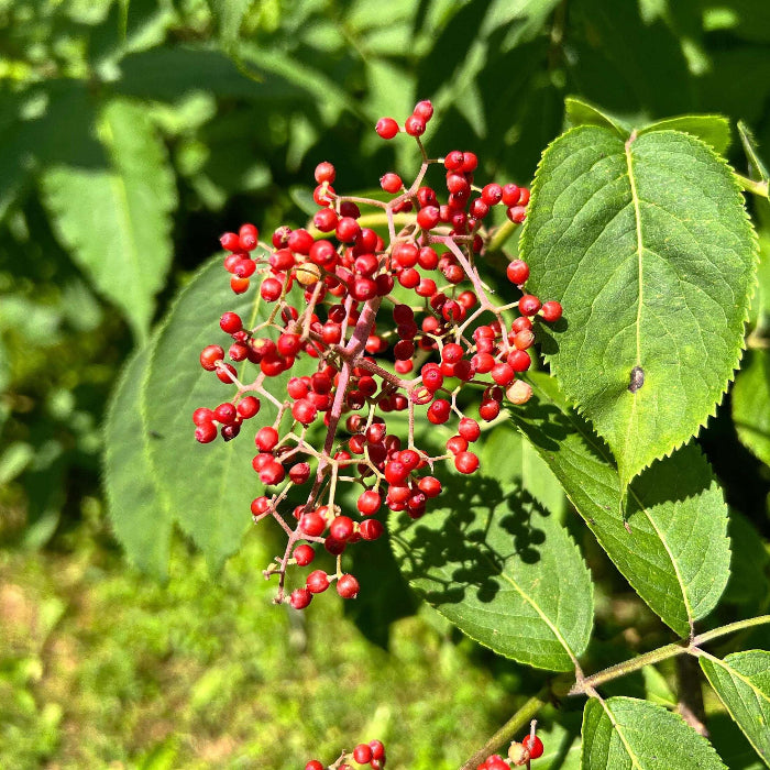 Red Elderberry Seeds