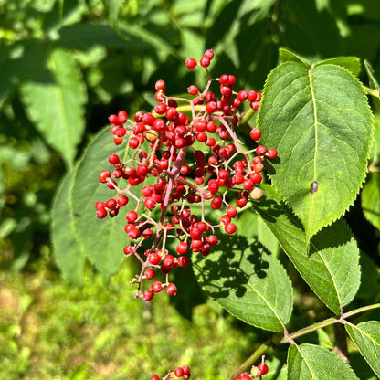 Red Elderberry Seeds