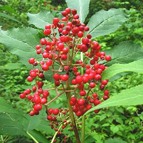 Red Elderberry Seeds