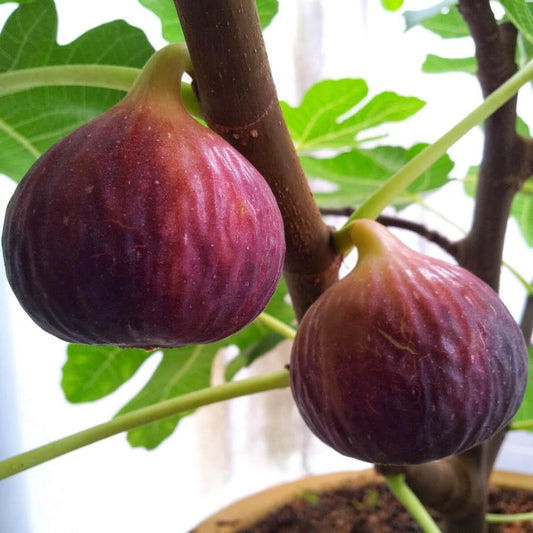 Red Fig Seeds