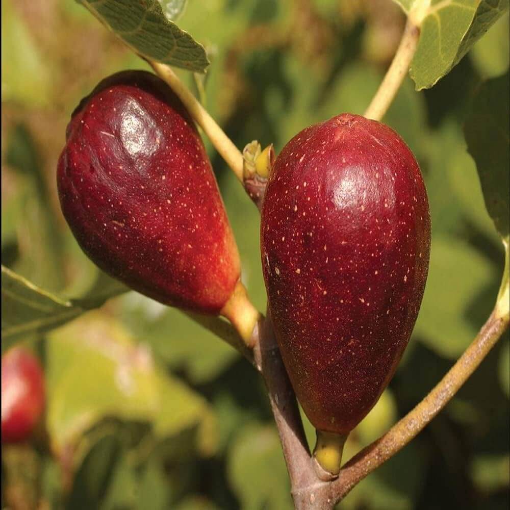 Red Fig Seeds