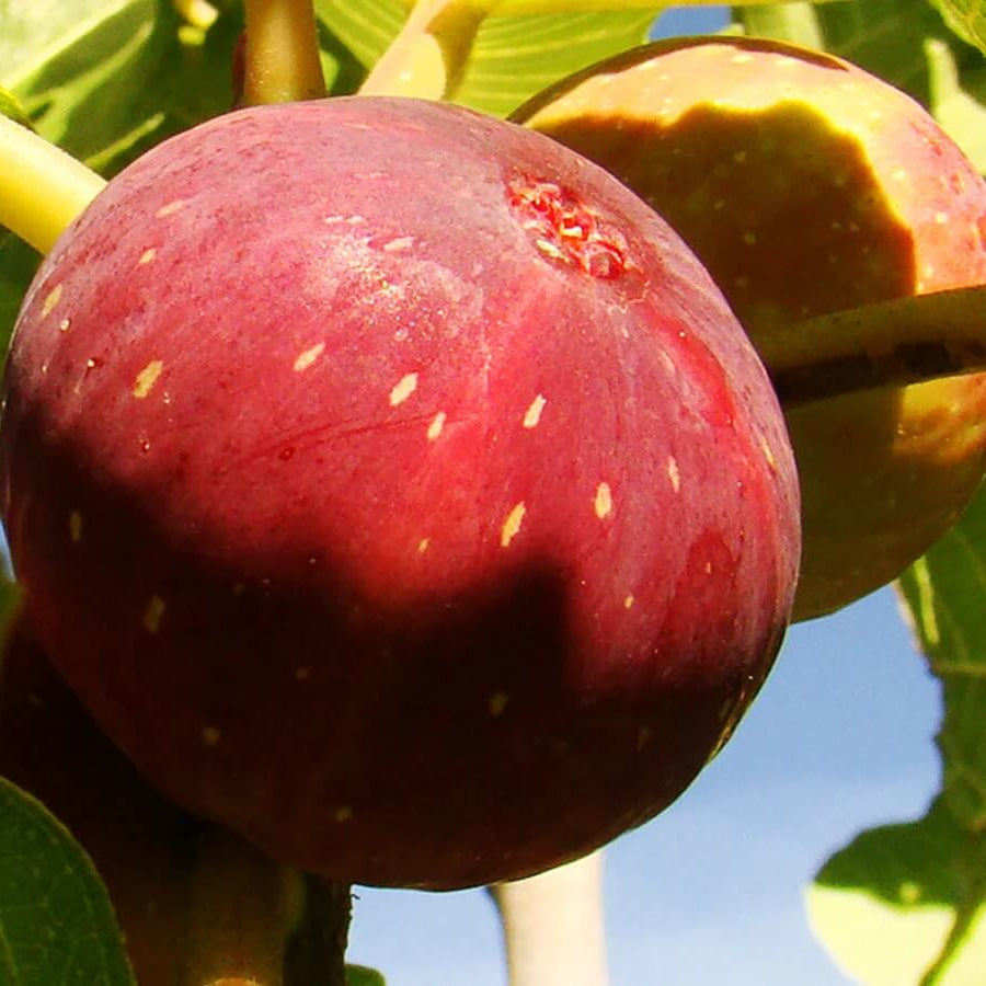 Red Fig Seeds