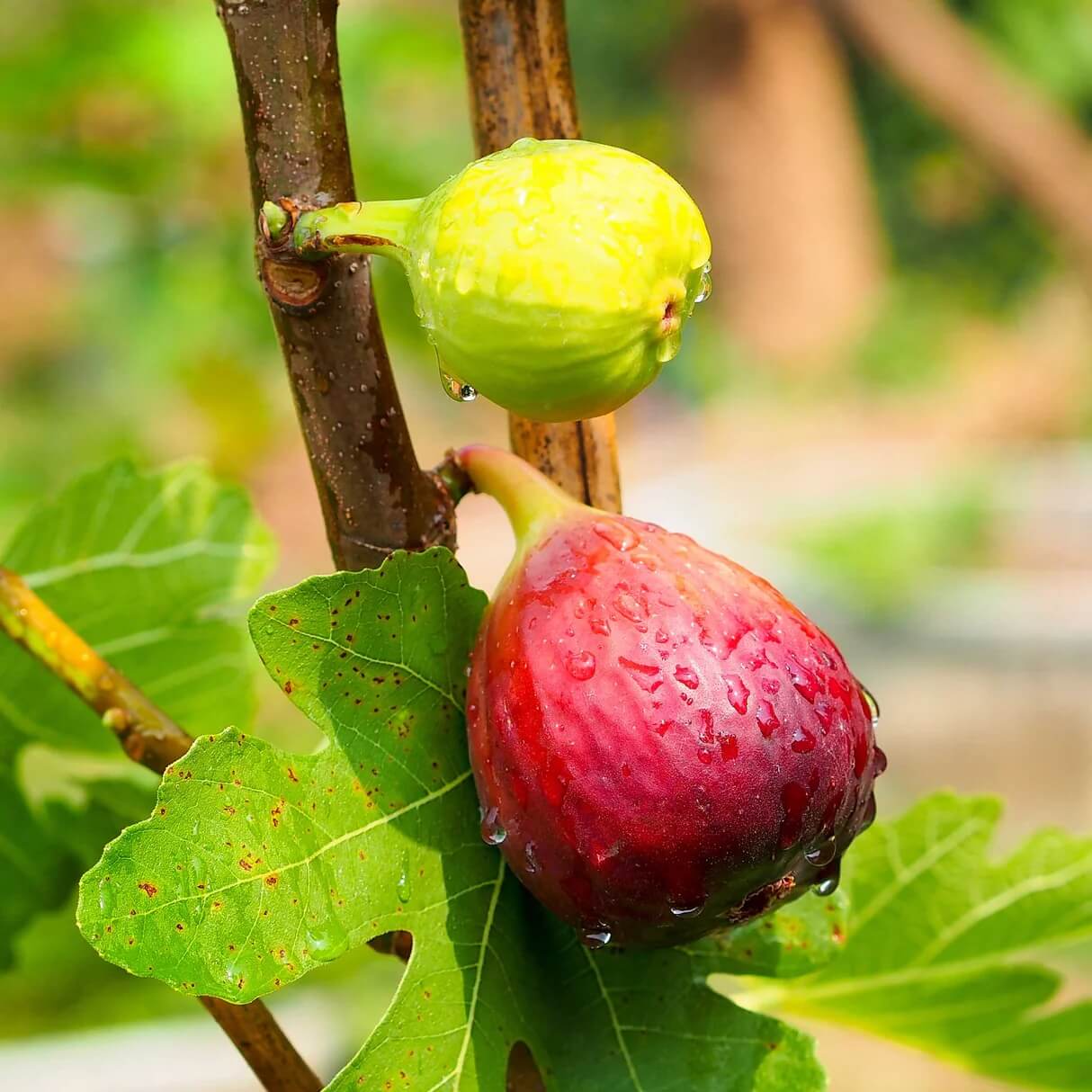 Red Fig Seeds
