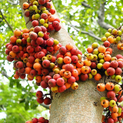 Red Fig Seeds