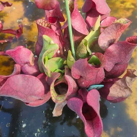 Red Form Pitcher Plant Venosa Seeds