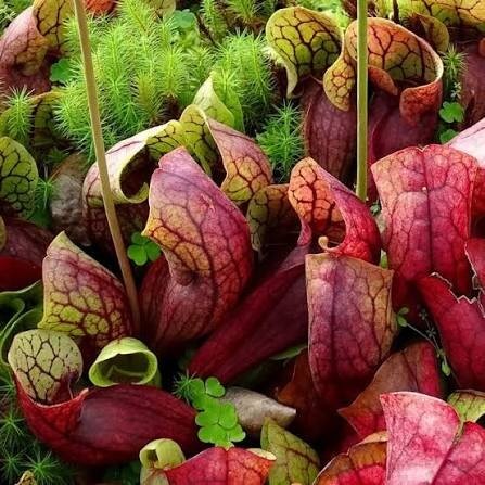 Red Form Pitcher Plant Venosa Seeds