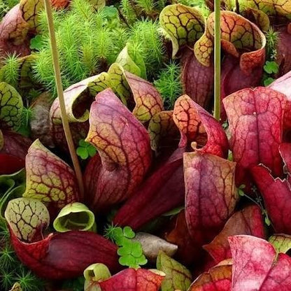 Red Form Pitcher Plant Venosa Seeds