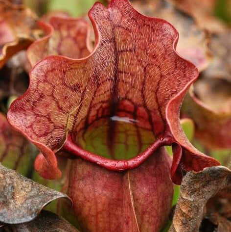 Red Form Pitcher Plant Venosa Seeds