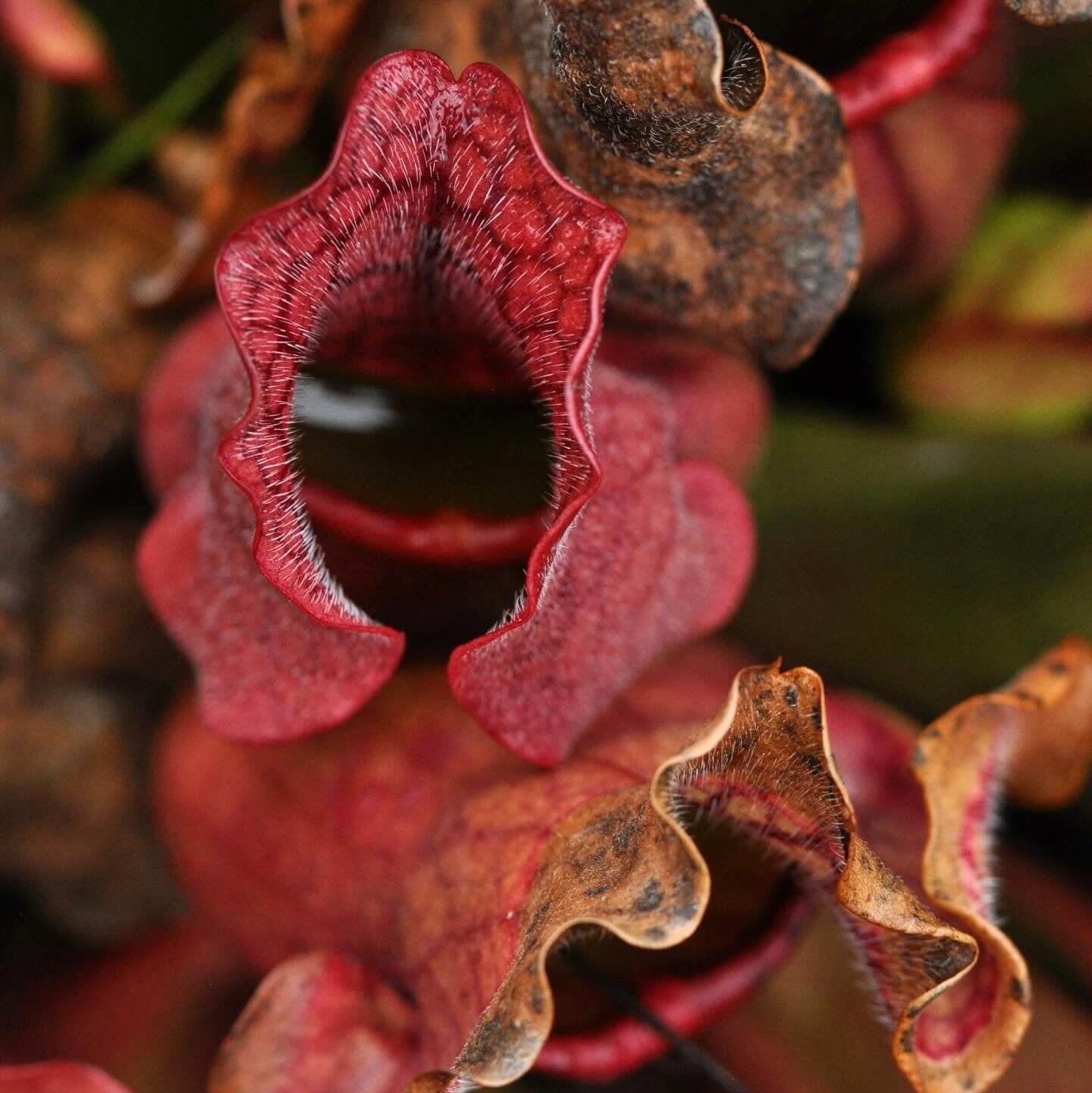 Red Form Pitcher Plant Venosa Seeds