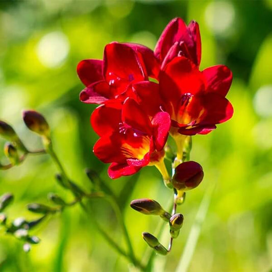 Red Freesia Seeds - Flower Plant for Home Gardens