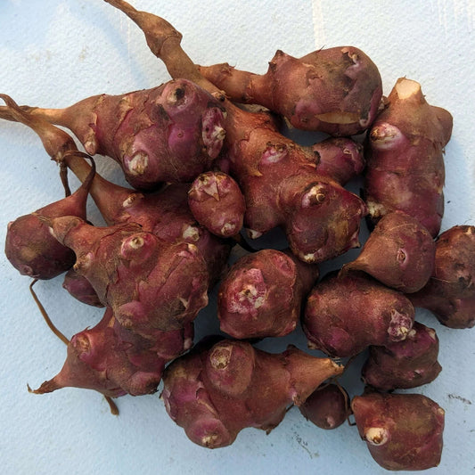 Red Fuseau Seeds