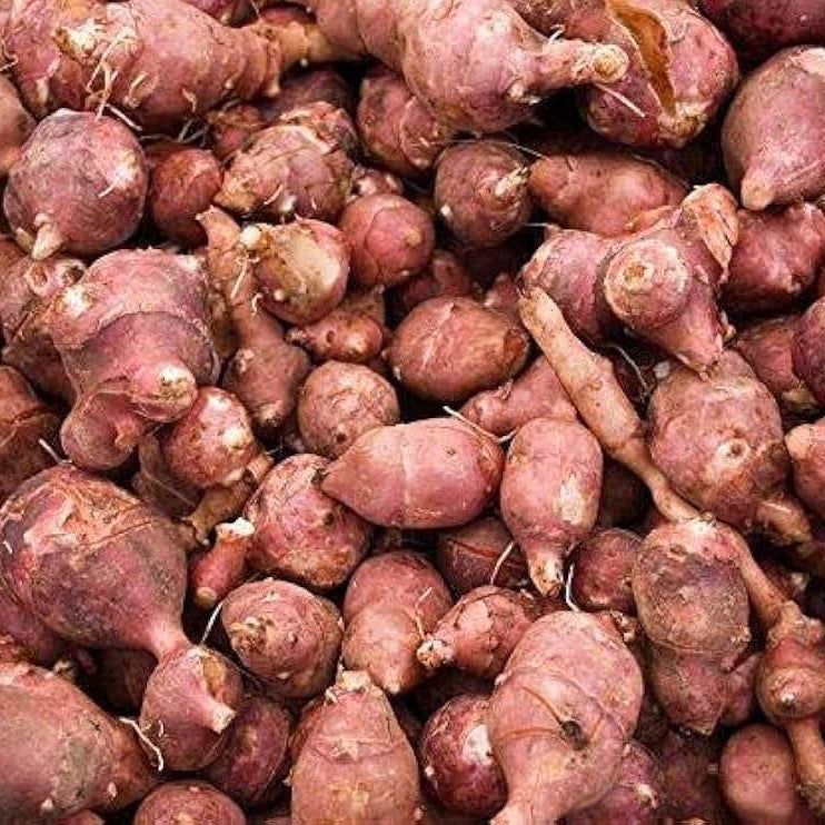 Red Fuseau Seeds