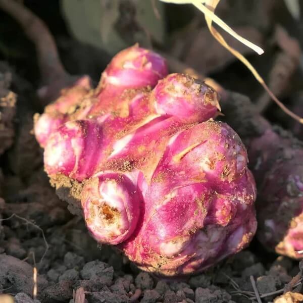 Red Fuseau Seeds 