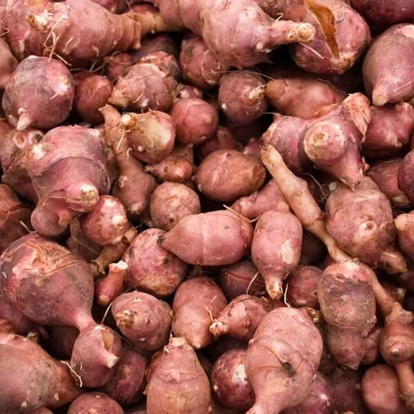 Red Fuseau Seeds 