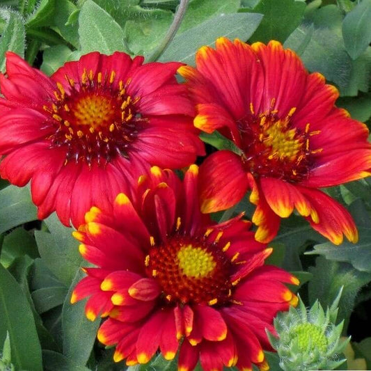 Red Gaillardia Seeds - Flower Plant for Home Gardens