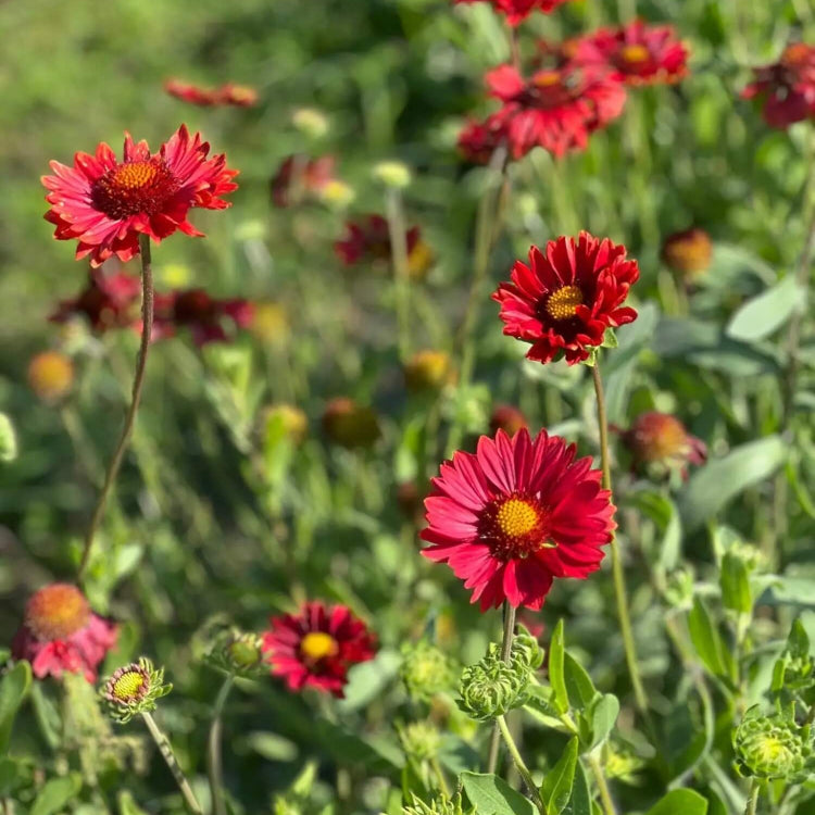 Red Gaillardia Seeds - Flower Plant for Home Gardens