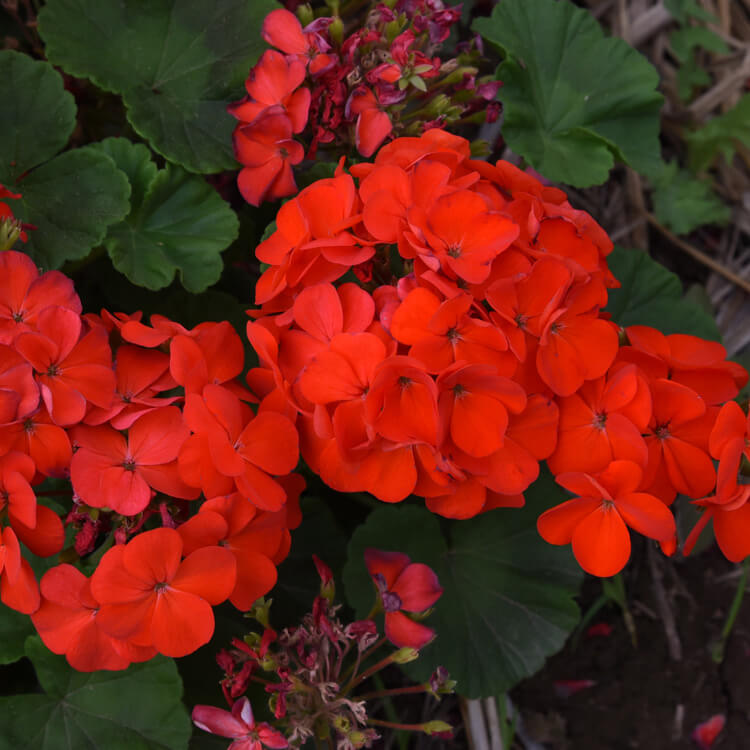  Red Geranium Seeds 