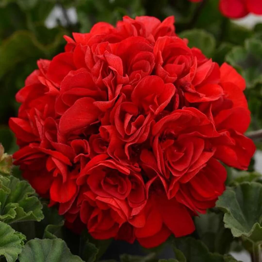  Red Geranium Seeds 