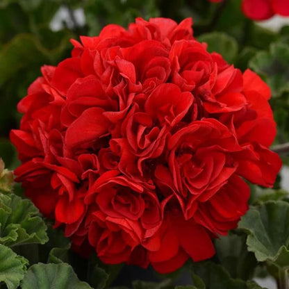  Red Geranium Seeds 