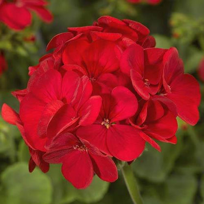  Red Geranium Seeds 